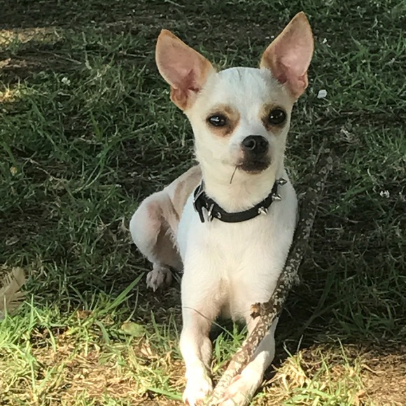 Meet your Posher, Rachel - Picture 1 of 1